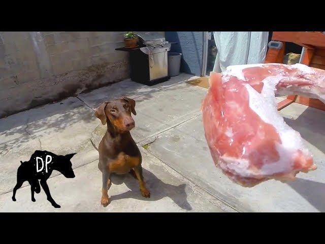 Can Dogs Eat Turkey Necks? - HayFarmGuy