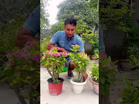 फूलों की कमी नहीं होंगी गार्डन में कभी /Euphorbia mili plant #floweringplants #garden #shorts #short