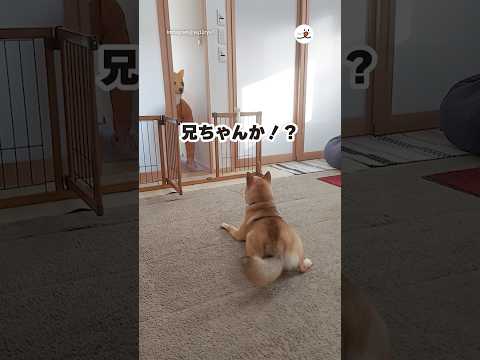 猫の動画サムネイル - 【帰省サプライズ】マスク被っても匂いで気づくのね🤭｜PECO