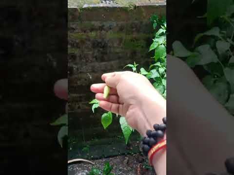 #shortsvideo #highlights #viral# live