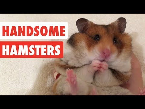 Handsome Hamsters | Funny Hamster Video Compilation 2017 - UCPIvT-zcQl2H0vabdXJGcpg