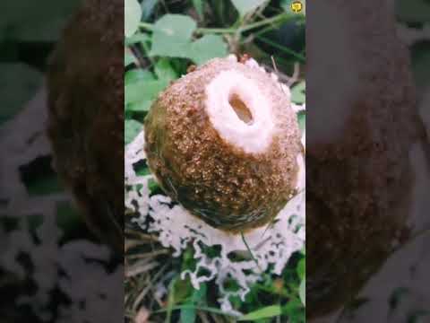 Rare Mushrooms | Stinkhorn