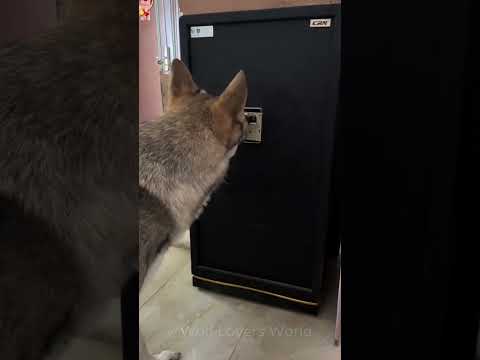 This Wolf Is Trying to Open <strong>My</strong> Safe! 🐺🔐😂 #wolf #wolfpack #wolfdog #<strong>shorts</strong>