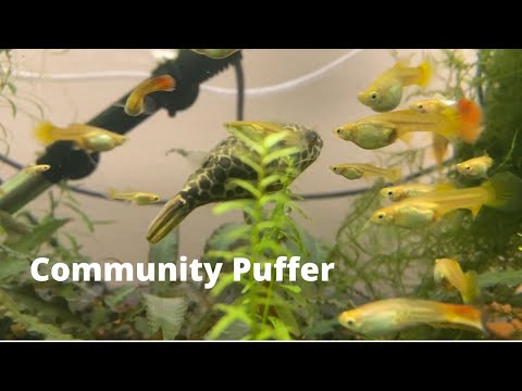 A New Community For a Puffer My puffer is introduced to new community of fish. Housed in this community is_ endler-guppies, spark