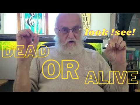 DEAD OR ALIVE -ARE YOU AFRAID OF YOUR AQUARIUM?