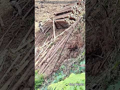 임업 현장에서 벌목된 원목을 아래로 내리는 방법 #worker #process #timbertransport #handling #method