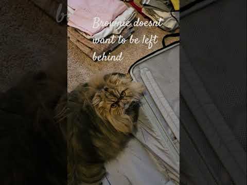 Ready to go #meow #catcute #vacationvibes #longhaircat