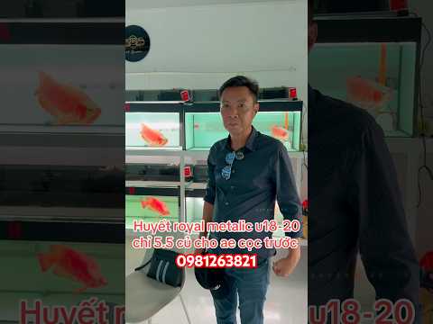 Huyết royal metalic bầy 18-20cm cho AE