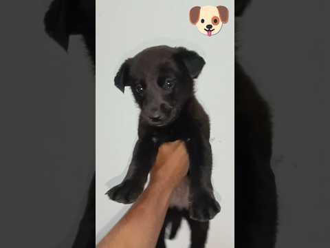 Puppy Chalna Lag Gya 🐶#minivlog#viralshort#shorts#trendingshorts#puppy#cute