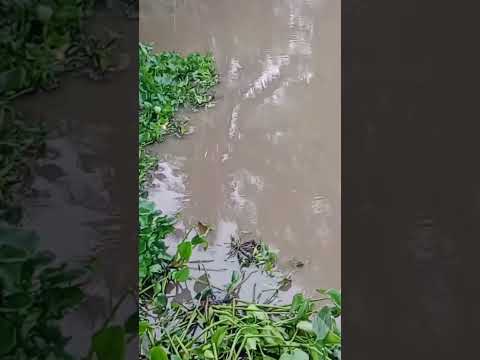 Bãi câu nhiều cá ục #fishing #fishingmientay #shorts