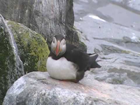 Puffin Movie (22)