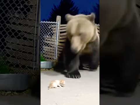 BEAR Takes KITTEN. “SHOCKING” Footage Caught On Camera 😱😭