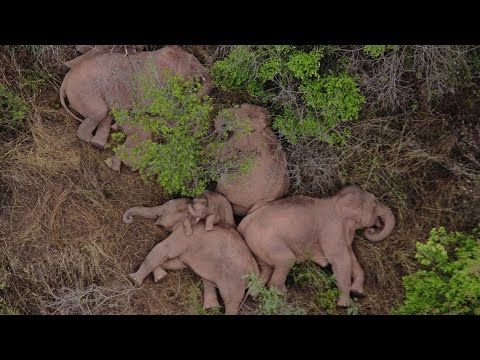 World Elephant Day: Wild elephant population growing in China