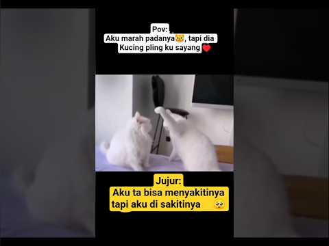 mengapa kau berubah😿#cat #shorts #kucing