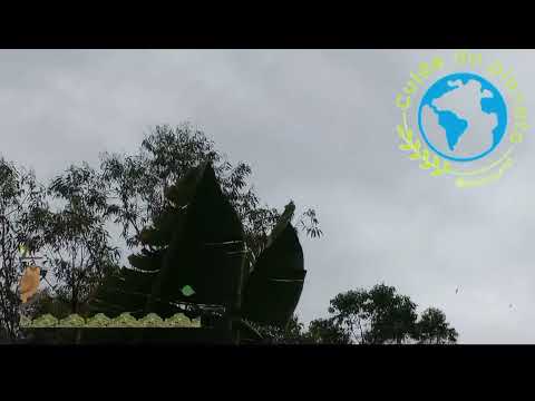 O espetáculo das andorinhas..#natureza #pássaros #andorinhas 