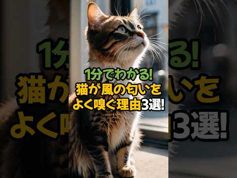 【不思議】猫が風の匂いをよく嗅ぐ理由3選!🐾1分で解説!