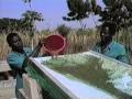 Growing Spirulina Algae in a Village in West Africa