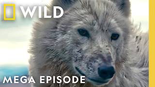 Thumbnail for the video "Diving into the Animal Kingdom | MEGA Episode | Nat Geo Animals" from Nat Geo Animals
