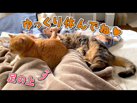 風邪をひいたママに優しく寄り添ってくれる愛猫たちが可愛すぎた！