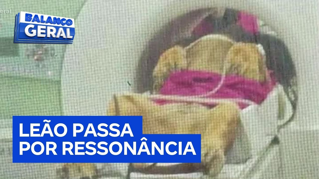 Leão passa por ressonância magnética e clínica mobiliza 12 profissionais de saúde em Curitiba PR