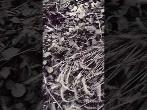 jungle mein bhoot#horror trending #short video