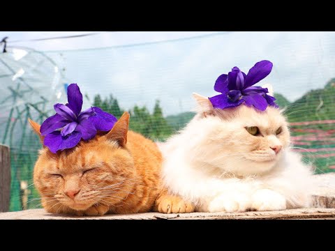 猫の動画サムネイル - あやめの花　のせ猫　2025　250620