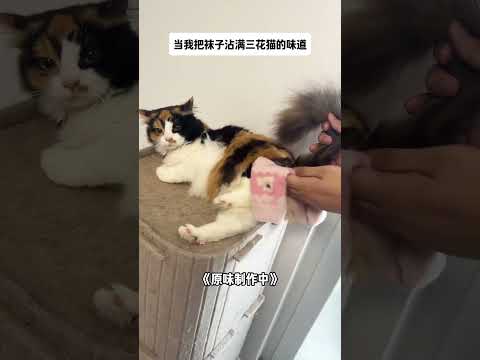 【#布丁仔和泡芙妹的一天】猫:你怎么穿着三花妹妹的衣服~ #奇奇怪怪萌宠 #三花猫 #沙雕宠物迷惑行为