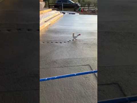 funny animals #funny