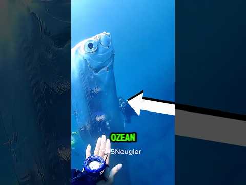 5 Meeres Kreaturen, die dich verschlingen könnten 🦈🌊