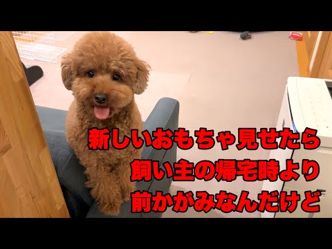 新しいおもちゃ見せたら飼い主の帰宅時より前かがみなんだけど。