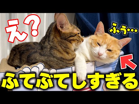 この猫、ふてぶてしいにも程がある。