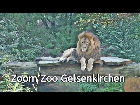 Zoom Zoo Erlebniswelt // Gelsenkirchen // Afrika - UCNWVhopT5VjgRdDspxW2IYQ