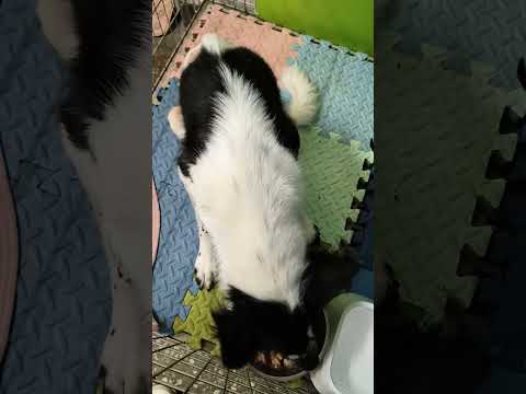 老蘇都是固定使用同一品牌的老犬飼料，避免不同的飼料造成狗狗腸胃不適應，泡軟後加入任何寵物罐頭及鮮食，若有胃口不佳或挑食的狗狗，家樂福的烤雞非常好用