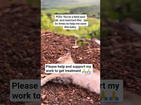 #unitedkingdom #unitedstates #unitendnationsupport#jamancatshelp#cutetretment #helpmeplease please🙏🙏