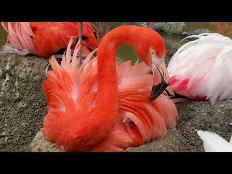 ベニイロフラミンゴヒナ誕生　A baby American flamingo has hatched!