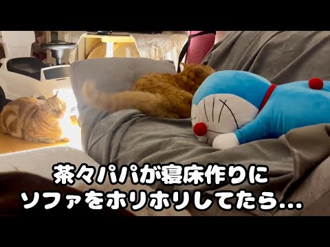 パパ猫が寝床作りの為にソファをホリホリしていたらまさかの...！