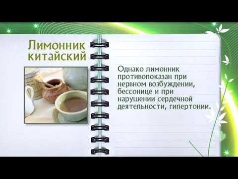 Кулинарная энциклопедия - Лимонник китайский - UC7XBjhXnmmXFsxmnys9PmDQ