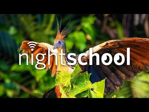 Birds of Brazil | NightSchool, ep. 94