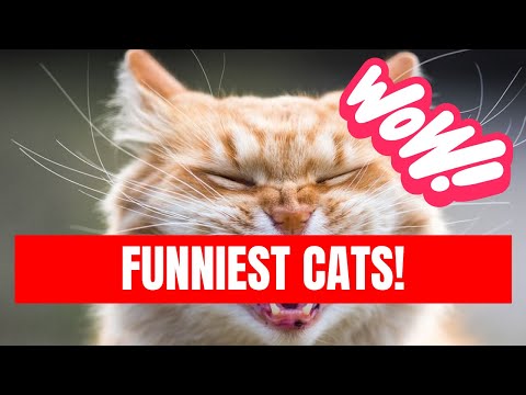 Funniest Cats 😹 - Silliest Creatures on Earth  😍 Watch more cute animals! https_//www.youtube.com/channel/UCgg1yHiUzXYR9kZYFi0XHyA

🔔 Subscri
