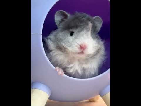 Wow it s a chubby toy bear#Golden Thread Bear#Cute#Hakimi Hakimi#It s a little sweet#Nothi