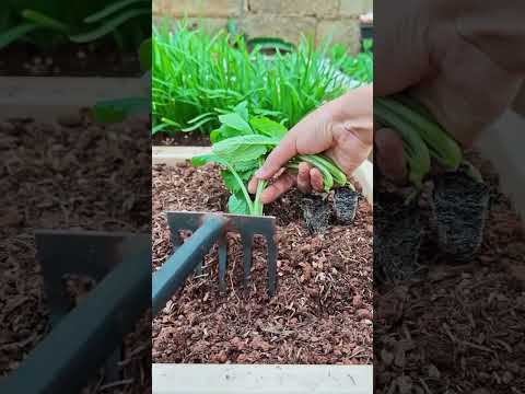 MS132030 <strong>mini</strong> rotary tillage <strong>and</strong> ridging all-in one tree 🌲 short view#subscribe