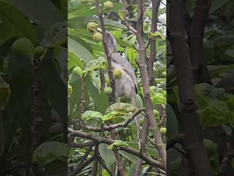 Grey Hornbill's favorite