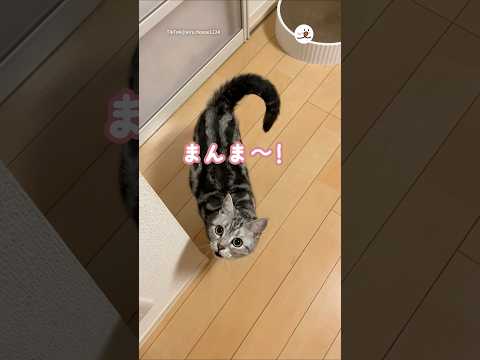 猫の動画サムネイル - ママが帰宅すると、こうなっちゃう｜PECO