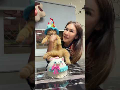 เมื่อวานผมครบ 5 เดือน #cat #cutecat #cute #funnycats #pets #แมว #kitten #แมวถังแก๊ส #funny #meow