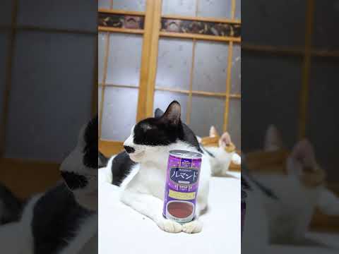 ルマンドココアドリンクと癒し系猫動画でほっこり気分を楽しむ サムネイル