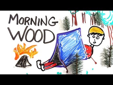 The Science of 'Morning Wood' - UCC552Sd-3nyi_tk2BudLUzA