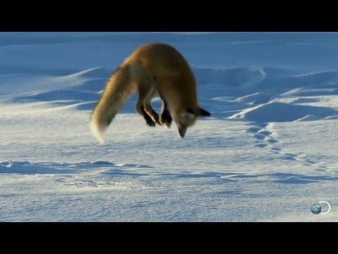 Fox Dives Headfirst Into Snow | North America - UCqOoboPm3uhY_YXhvhmL-WA