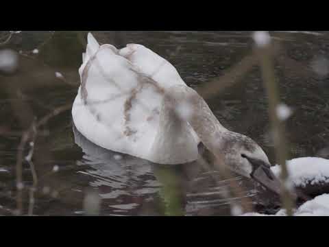 Labutí příběh v Teplicích (Swans)