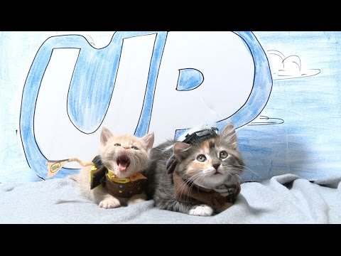 Disney Pixar's Up (Cute Kitten Version) - UCPIvT-zcQl2H0vabdXJGcpg