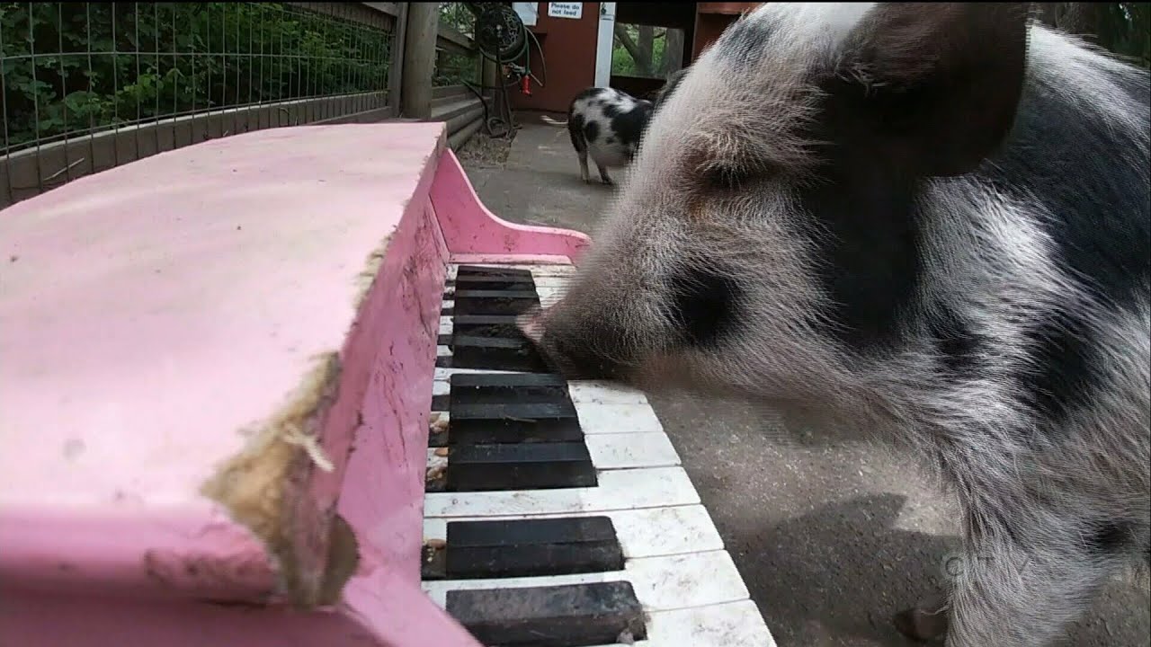 See this trio of B.C. pigs tickled pink playing this piano